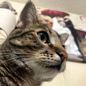 Meet your Posher, Rene